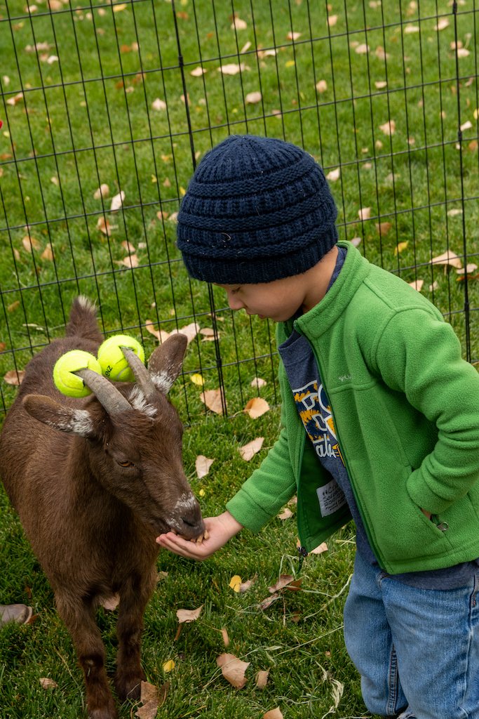 The petting zoo at the Fall Festival